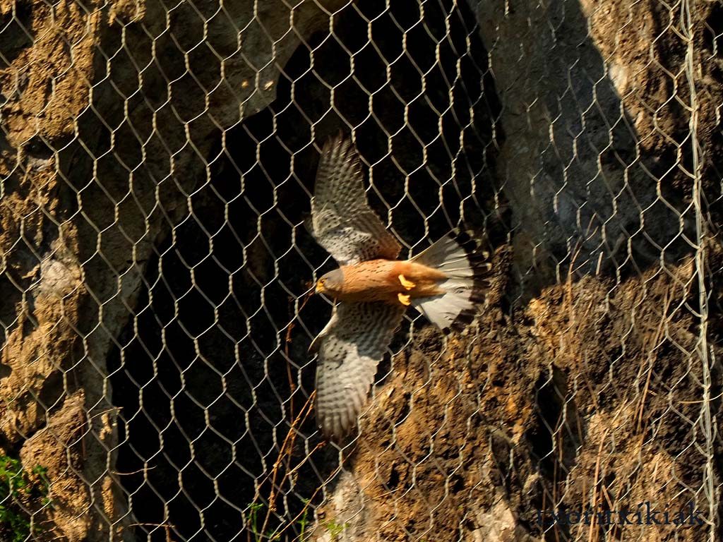 cernicalo macho en vuelo